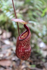 Cameron Highlands-046
